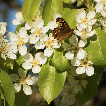 La Panzió Giardini Naxos