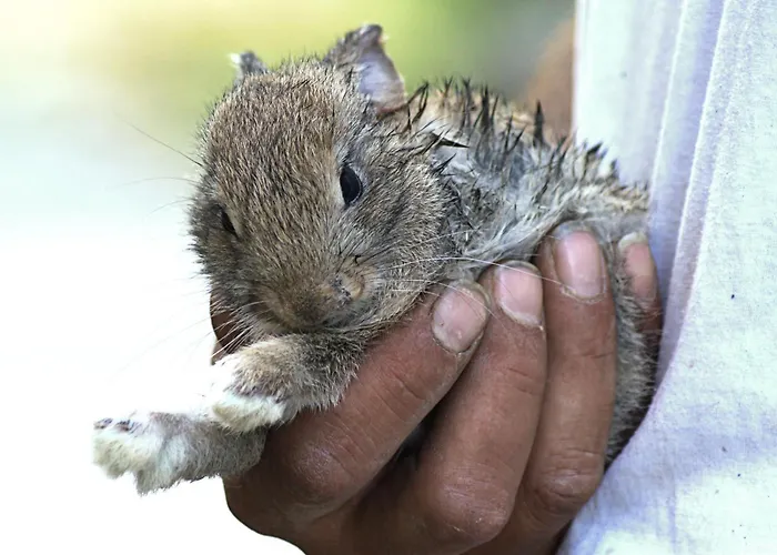 Frühstückspension La
